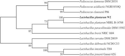 Evaluation of Potential Probiotic Properties of a Strain of Lactobacillus plantarum for Shrimp Farming: From Beneficial Functions to Safety Assessment